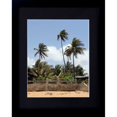 caribbean-palms-8x10-framed