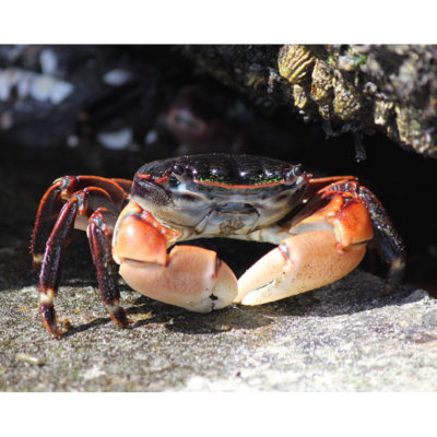 Color Photography of a Colorful Crab