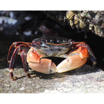 Color Photography of a Colorful Crab