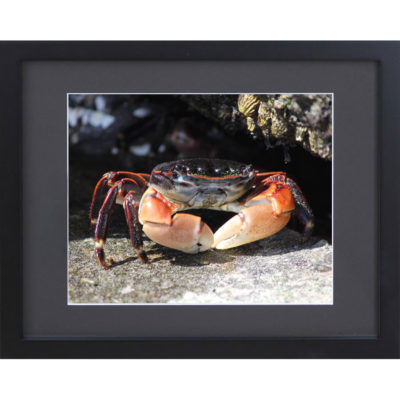 Crab Photograph Framed