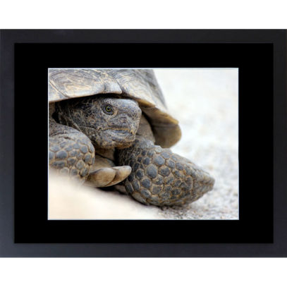 desert-tortoise-framed