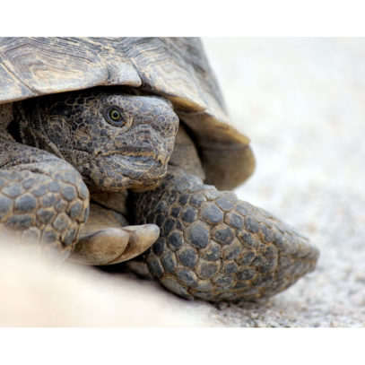 Desert Photography - Tortoise