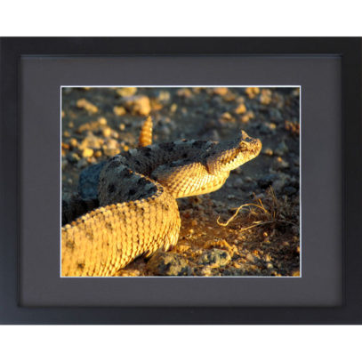 Framed Southwest Decor Rattlesnake Photograph