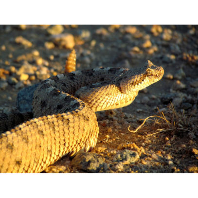 Southwest Decor Rattlesnake Photograph