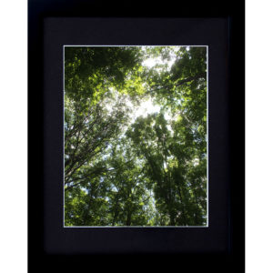 Framed Tree Art Print Photography by Tad Coffin