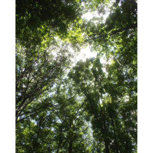 Forest Canopy