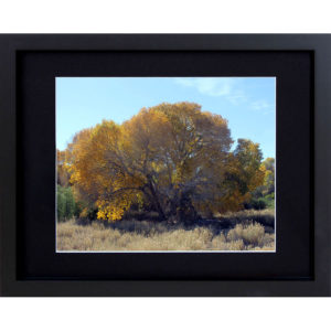 Golden Tree Framed