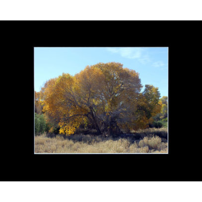 Golden Tree Matted