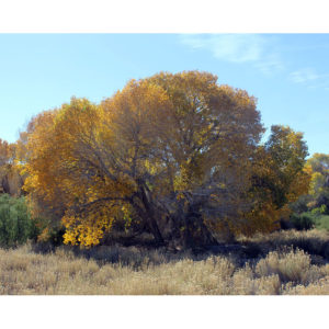 Fine Art Photograph of a Golden Tree