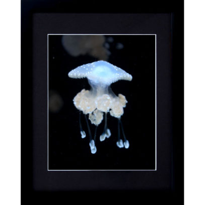 Jellyfish Portrait