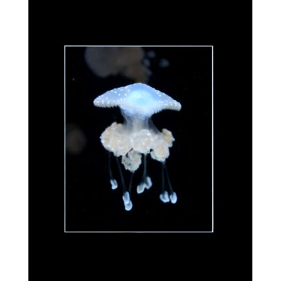 jellyfish-portrait-8x10-matted