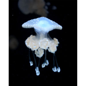 Jellyfish Art Photograph