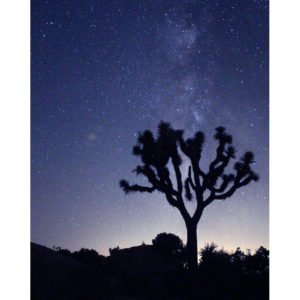 Joshua Tree at Night - Photography