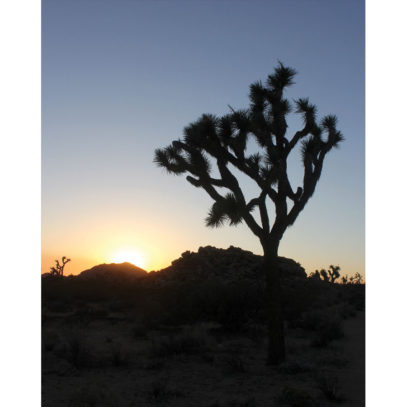 Joshua Tree Sunset Photography