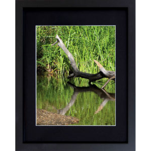 Nature Photography Framed