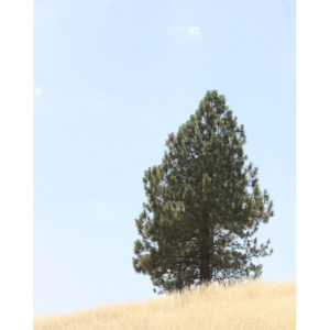 Landscape Photograph - Tree on a Hill