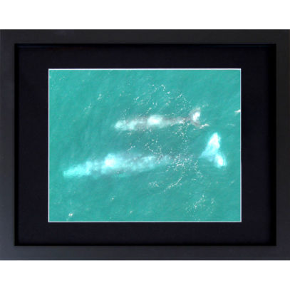 whale-mother-and-calf-8x10-framed