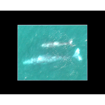 whale-mother-and-calf-8x10-matted