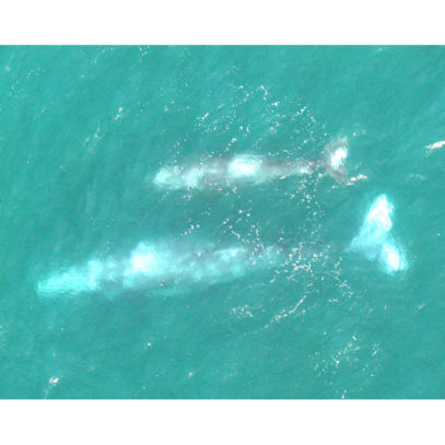 Wildlife Photograph of Gray Whale Mother and Calf