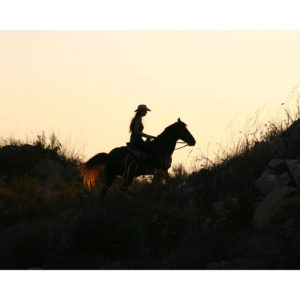 Horse Photography