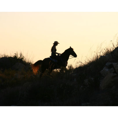 Horse Photography