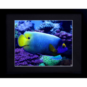 Yellow Mask Angel Fish - Tropical Underwater Decor Framed