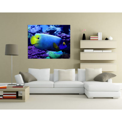 yellow-mask-angelfish-8x10-in-room