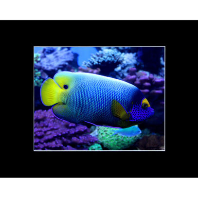 yellow-mask-angelfish-8x10-matted