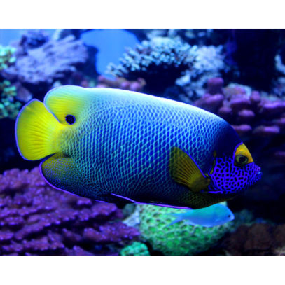 Yellow Mask Angel Fish - Tropical Underwater Decor