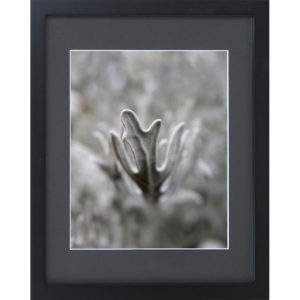 Soft Reach - Dusty Miller - Fine Art Photograph - Framed