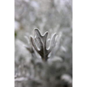 Soft Reach - Dusty Miller - Fine Art Photograph