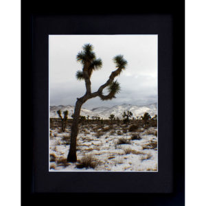 Framed Joshua Tree Nature Photography