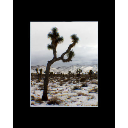 Matted Joshua Tree Snow Storm