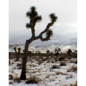 Joshua Tree Snow Storm