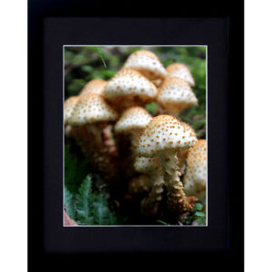 Framed Mushroom Fungi Photography