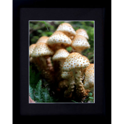 Framed Mushroom Fungi Photography