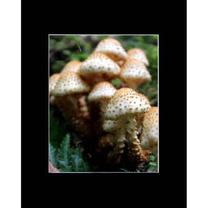 Matted Mushroom Fungi Photography