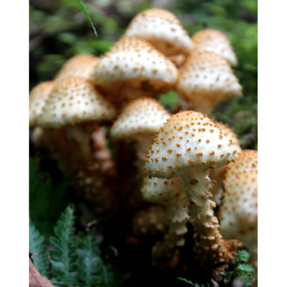 Mushroom Family / Fungi Photography