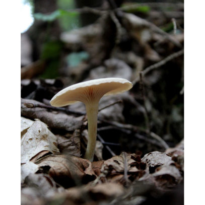 Mushroom Art - Mushroom on the Forest Floor