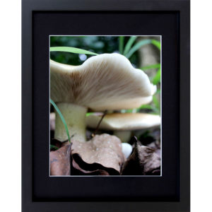 Framed Mushroom Decor - Mushroom Underside