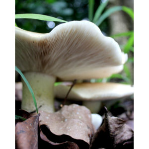 Mushroom Decor - Mushroom Underside