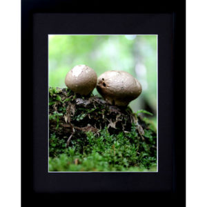 Framed Woodland Print Puffball Mushrooms