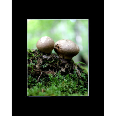 Matted Woodland Print Puffball Mushrooms