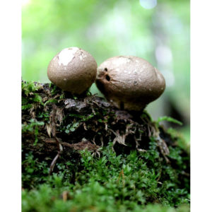 Woodland Print Puffball Mushrooms