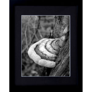 Framed Woodland Wall Art